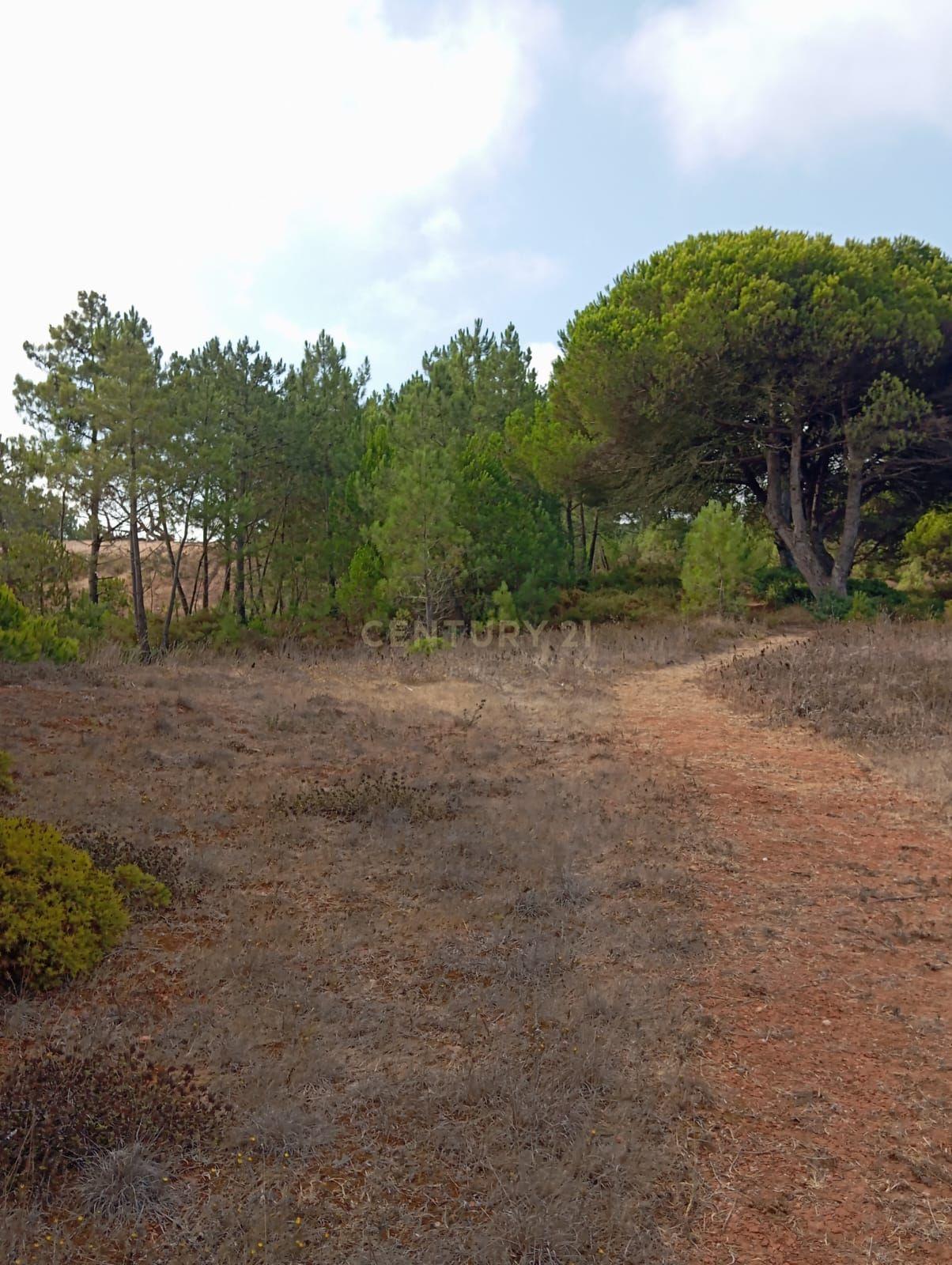 Fotografia 12 de Terreno com área de 10.000m2 com projeto aprovado perto da Aldeia do Meco