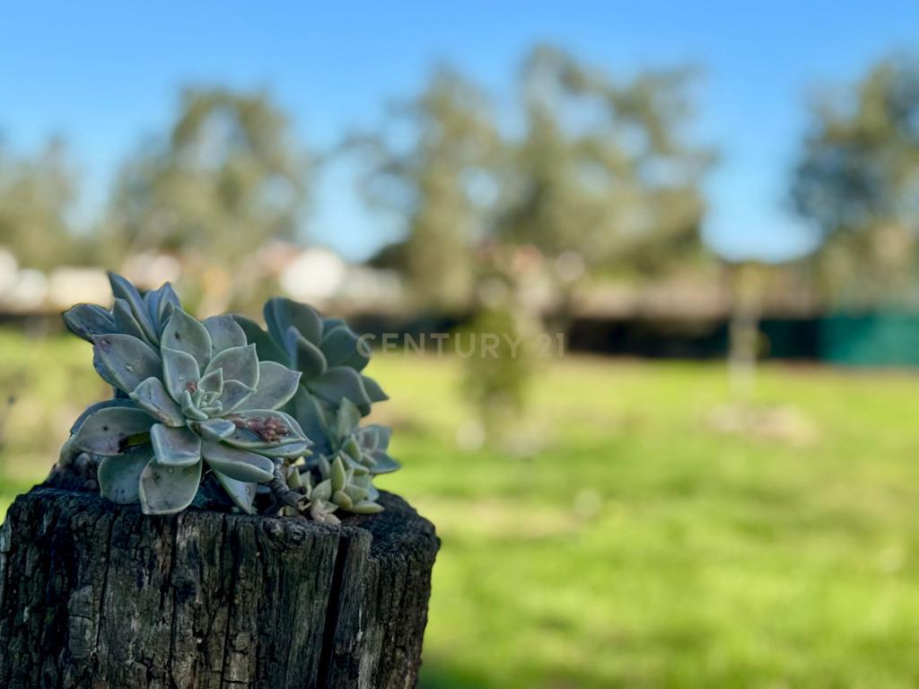 Quinta com possibilidade de investimento - Image 7