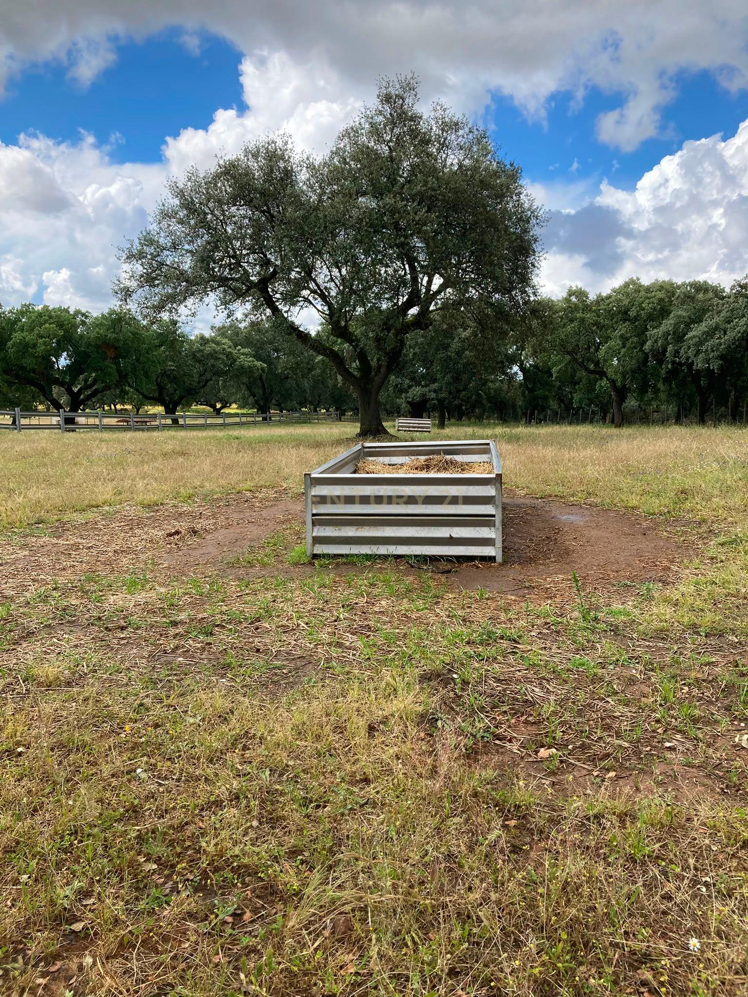 Fotografia 11 de Herdade da Pedra Longa — Um Património Único no Coração do Alentejo