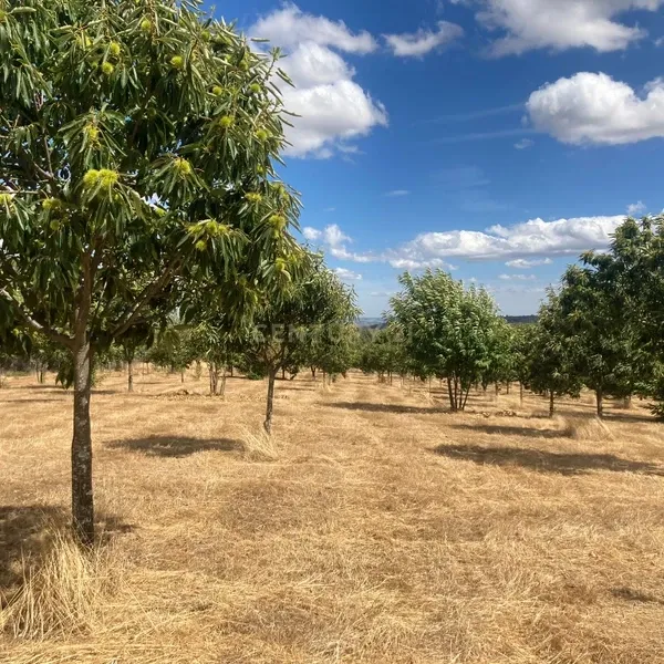 Terreno Agrícola em Pinela, Bragança - Image 7