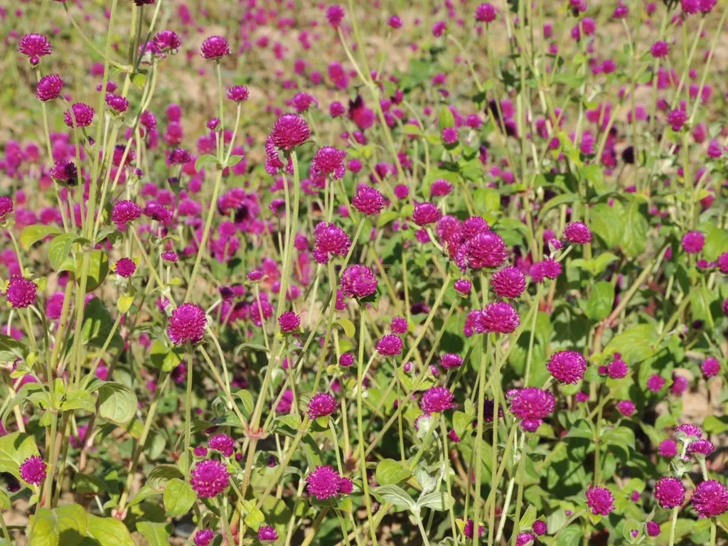 Oportunidade Única: Quinta de 16 Hectares com produção de plantas aromáticas, 2 Ha de rosas DAMASCENA, destilação de óleos essenciais e actividade e-commerce - Image 20