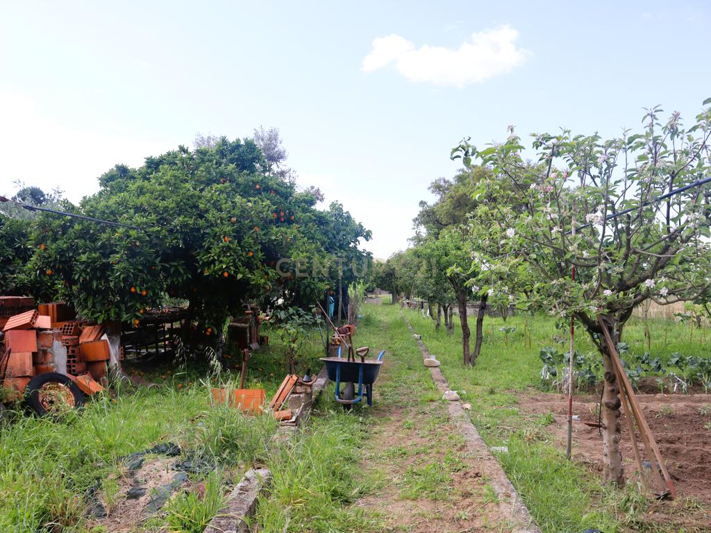 Moradia com Terreno para Venda – Carregueira (Chamusca) , Terreno: 2.120 m² | Moradia com potencial | Árvores de fruto | Água de poço - Image 17