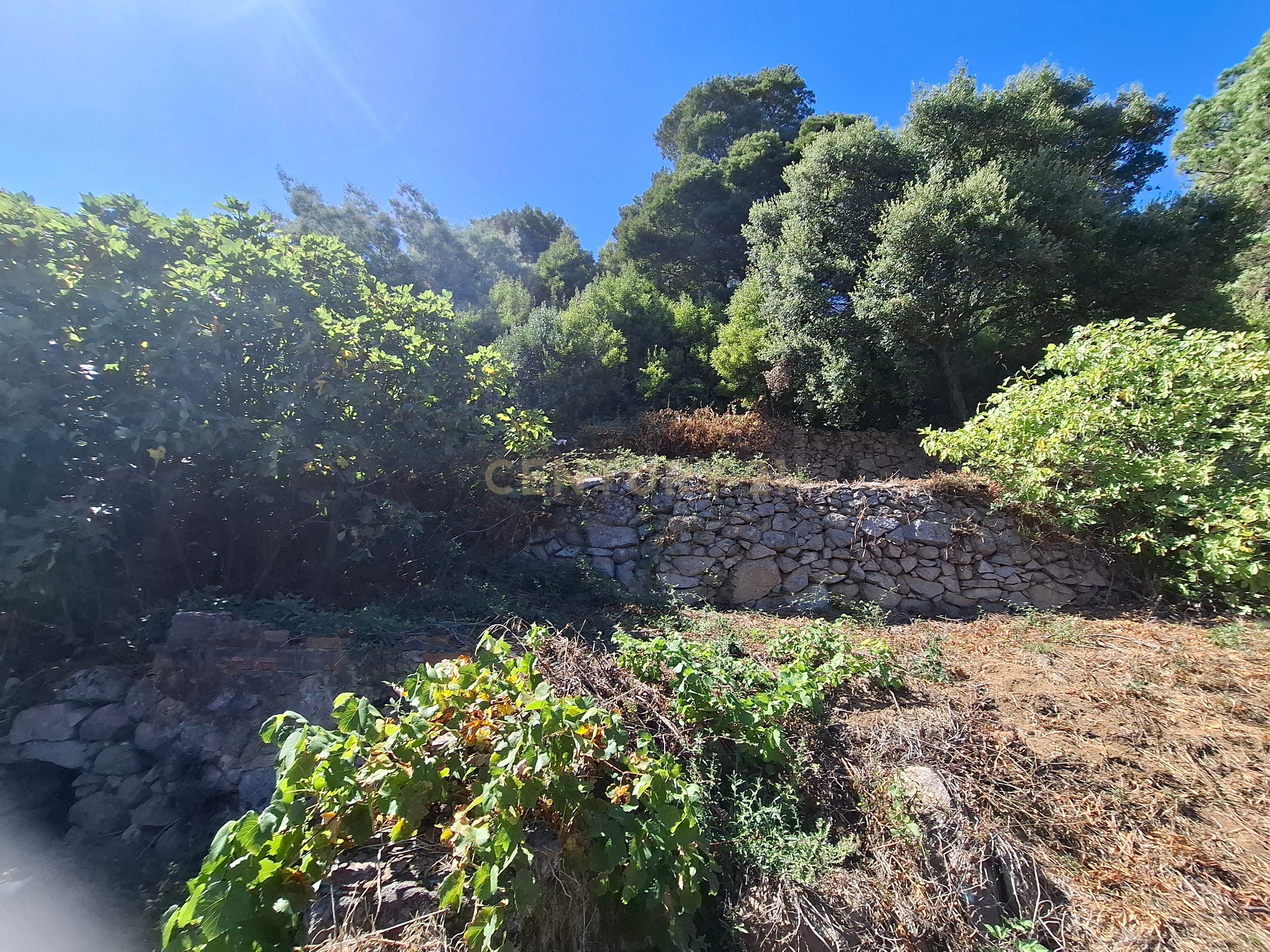 Fotografia 10 de OPORTUNIDADE - REFÚGIO PERFEITO EM MONCHIQUE: QUINTA COM 1,2 HECTARES COM VISTA DESLUMBRANTE PARA SUL E COM UM POTENCIAL UNICO.