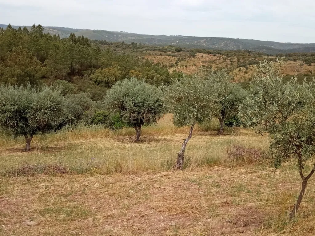 Terreno 8500m2, Lentiscais, Castelo Branco - Image 8