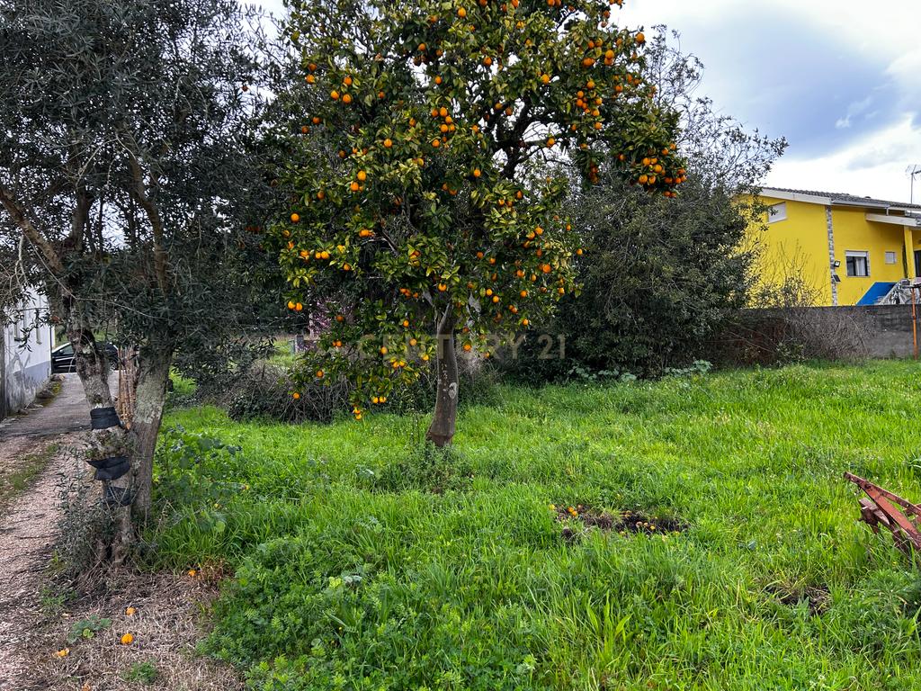 Terreno -  Vila Nova de Poiares  - Image 3