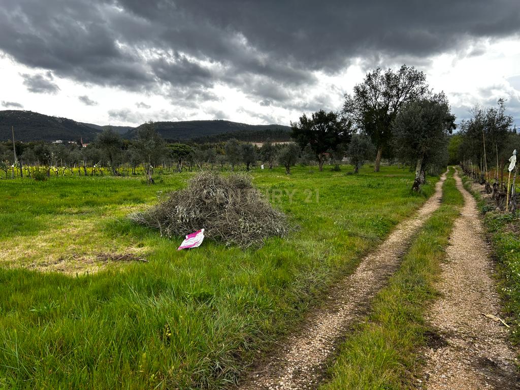 Terreno -  Vila Nova de Poiares  - Image 2