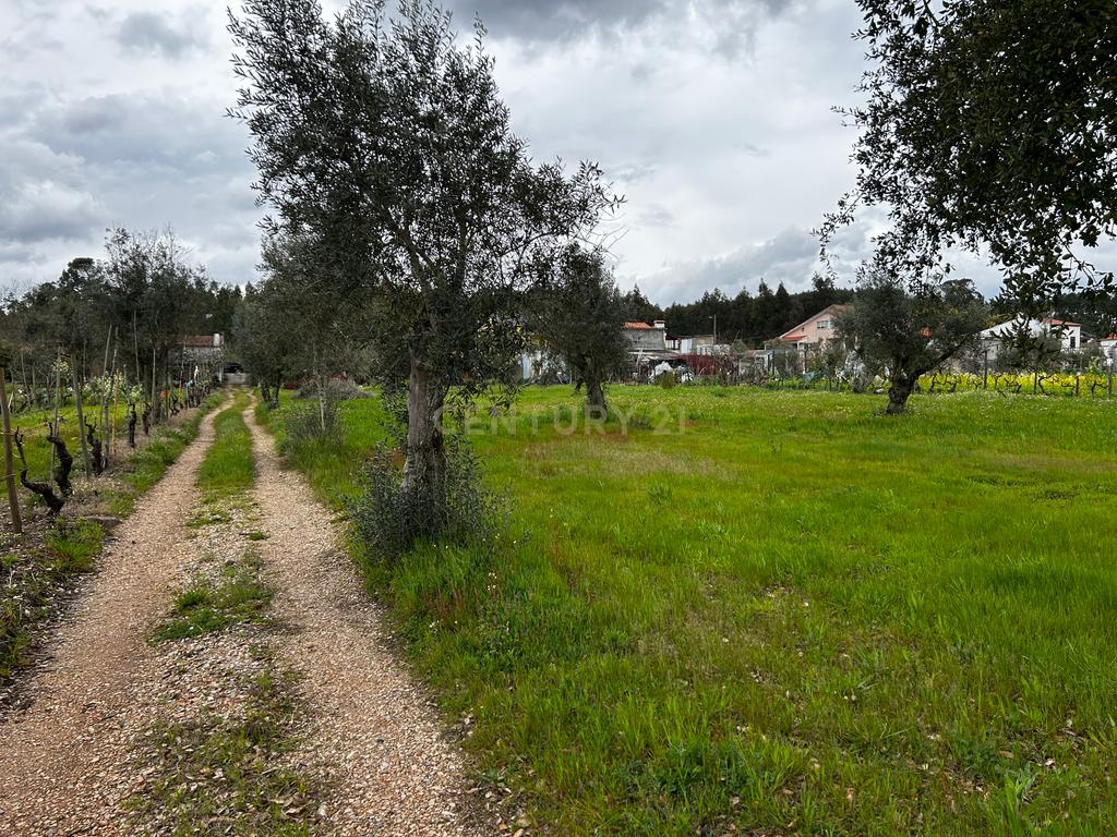 Terreno -  Vila Nova de Poiares  - Image 4