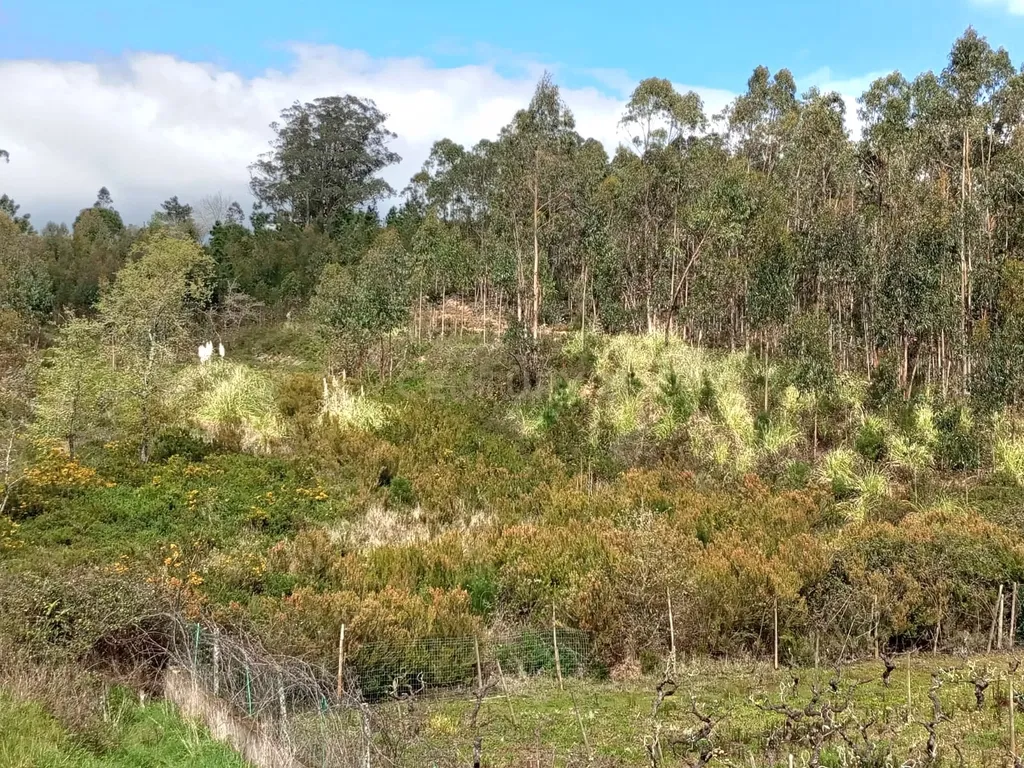 Terreno Rústico à Venda – 1800 m² em Vale Moreira, Vilar - Image 2