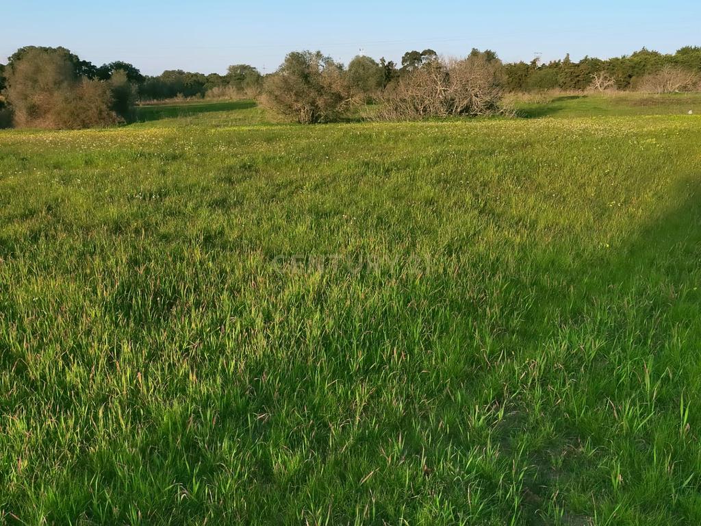 Terreno à Venda em Lamas – Cadaval - Image 2