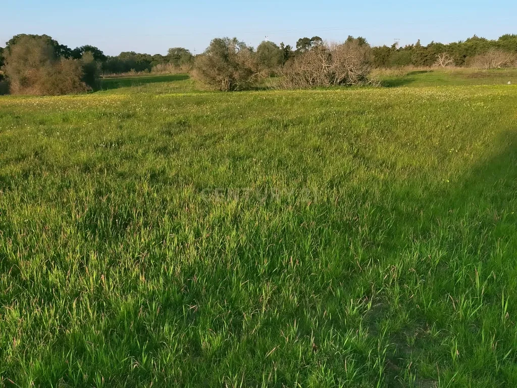 Terreno à Venda em Lamas – Cadaval - Image 2