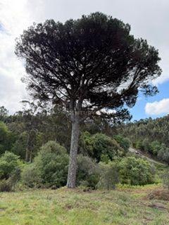 Fotografia 11 de Terreno rústico para venda em Mafra