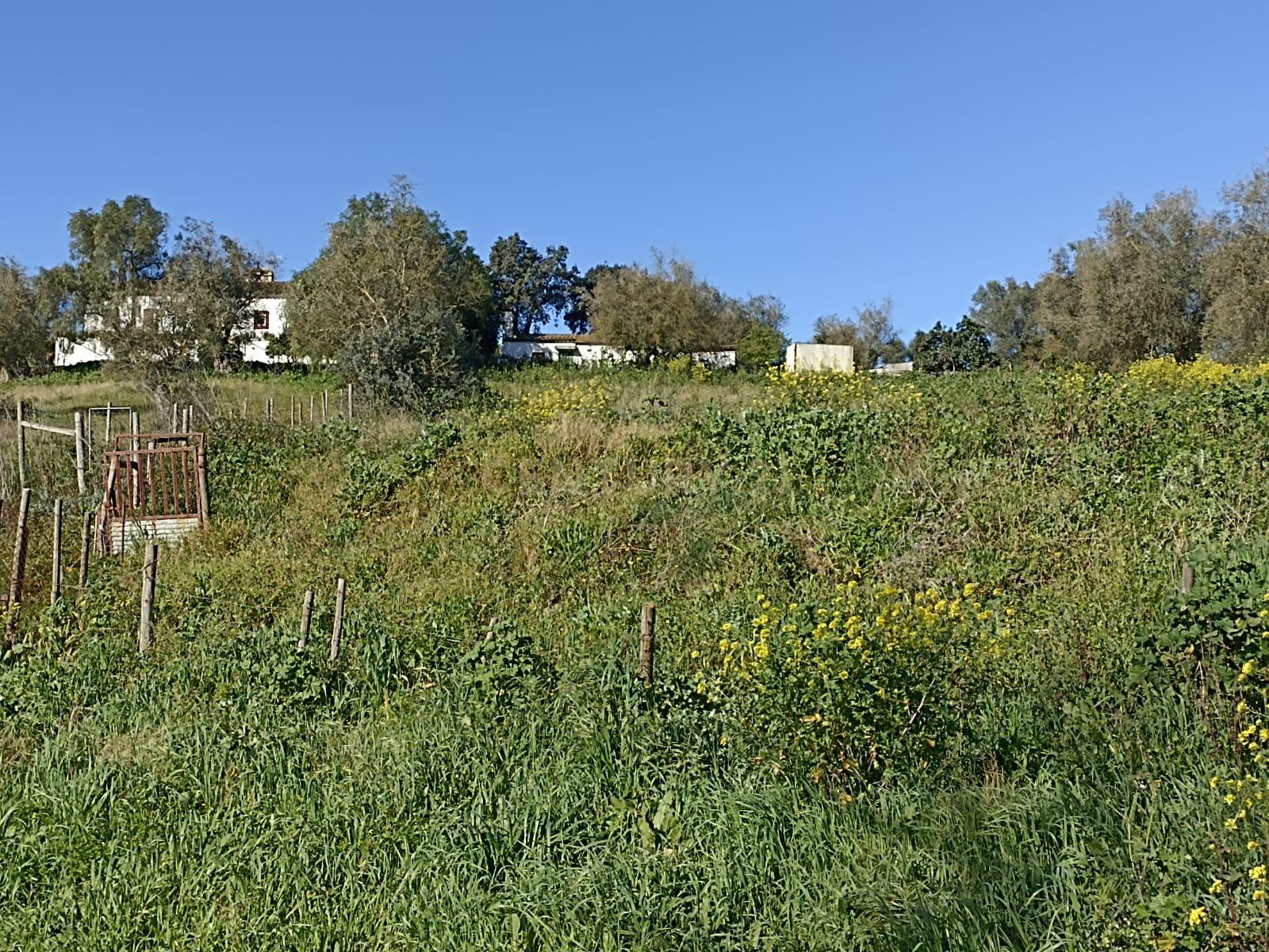 # Terreno Rustico em pleno centro de Montemor -o -Novo - Image 17