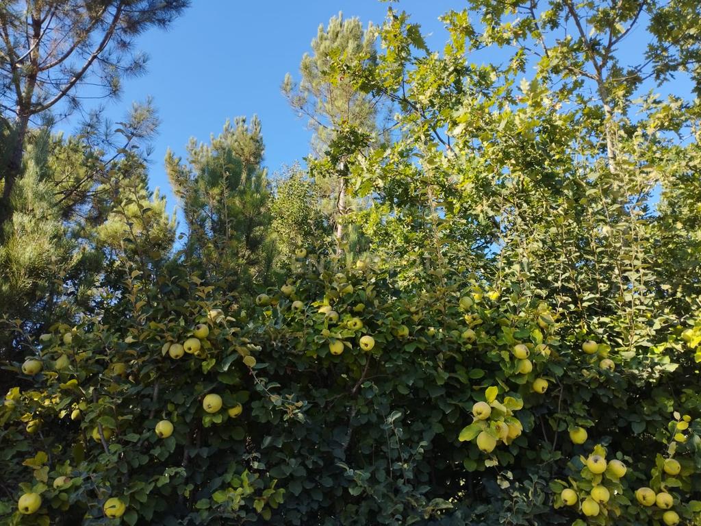 Grande moradia térrea, em Santo Tirso com área de lazer, anexo, jardim e terreno agrícola, Porto - Image 40