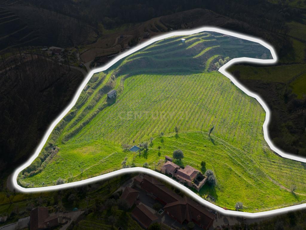 Projeto de Turismo com Potencial – Casa, Vinhas e Natureza no Minho - Image 1