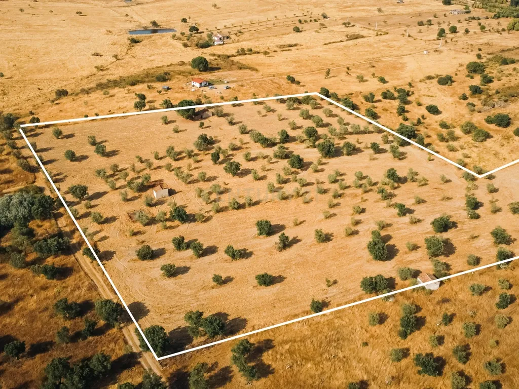 Propriedade rústica com potencial agrícola, habitacional e turístico – 3,12 hectares – Nisa - Image 5