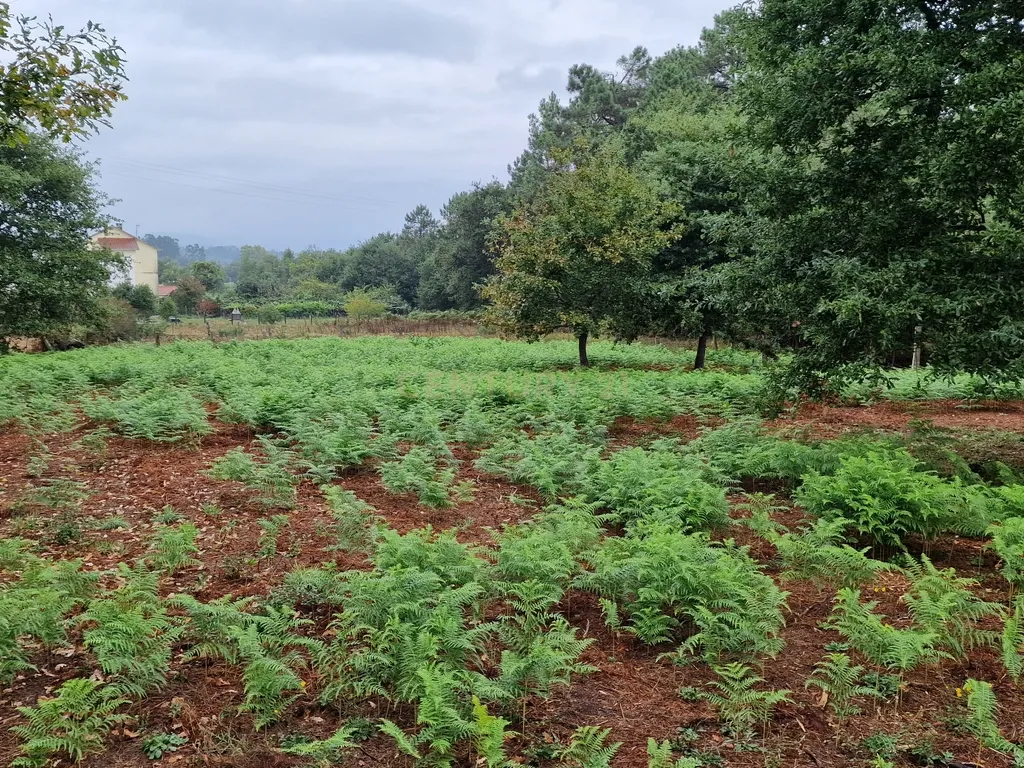 Terreno plano, com 2152m2, localizado a 5 minutos do centro de S. Pedro da Torre - Image 7