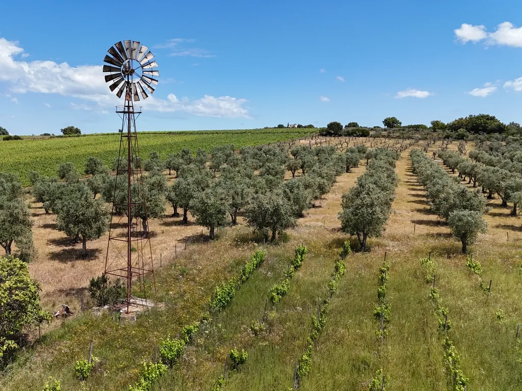 Quinta T3+3 com 4 HA em Borba – Natureza, Produção Agrícola e Conforto - Image 26