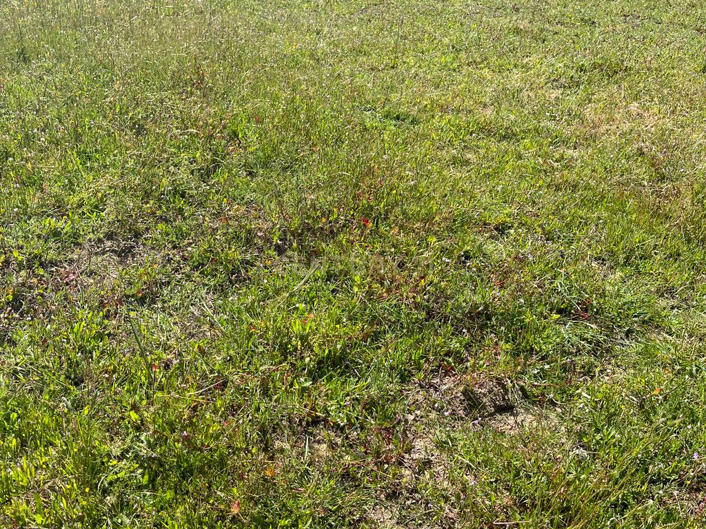 Terreno rustico em Avos em Palmela - Image 4