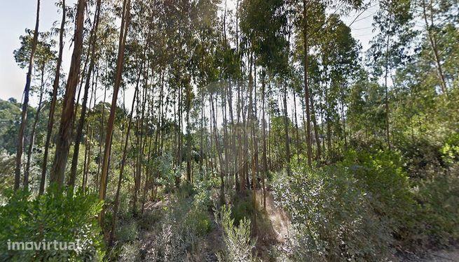 Fotografia 3 de Terreno rústico para venda - Cova da Raposa, limite de Vale Alto, Fátima (Ourém)