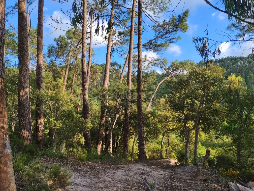 Terreno com Limoeiros | Próximo da Aldeia | Chanca - Mafra - Image 8