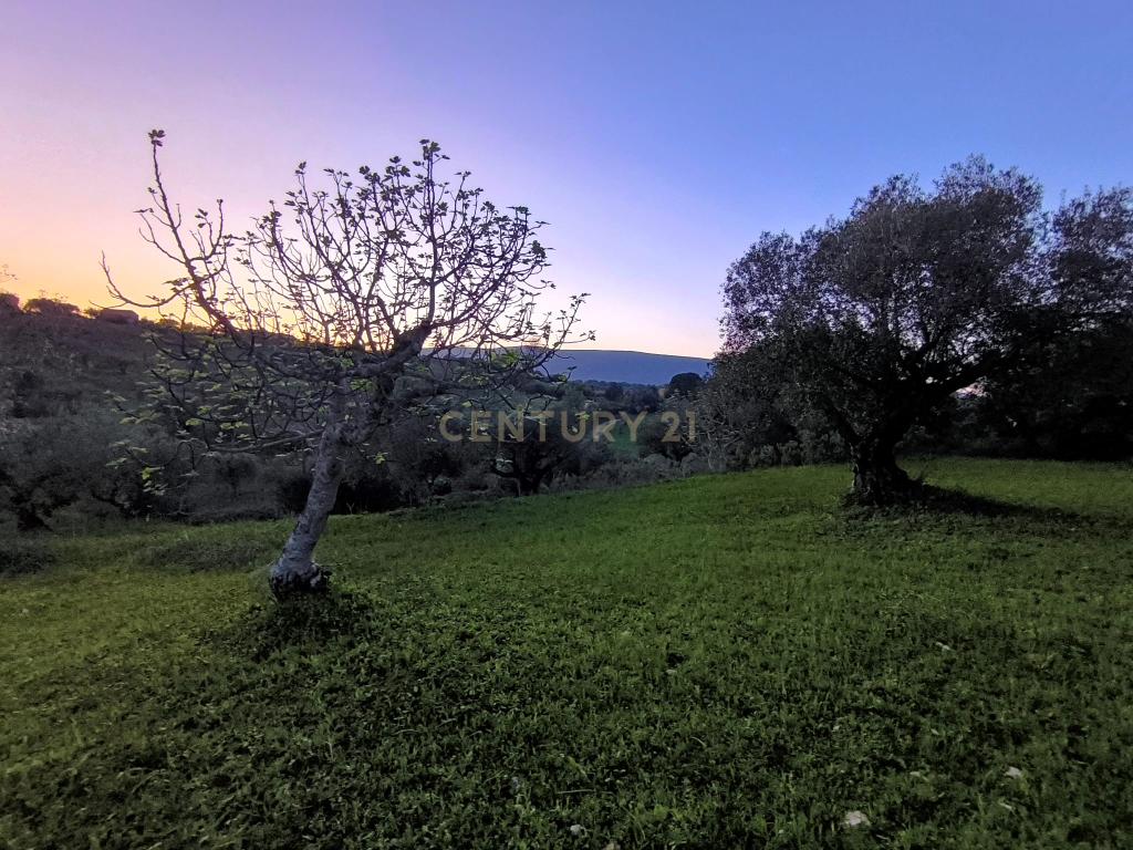Olival para Venda – Pedrógão, Torres Novas - Image 14