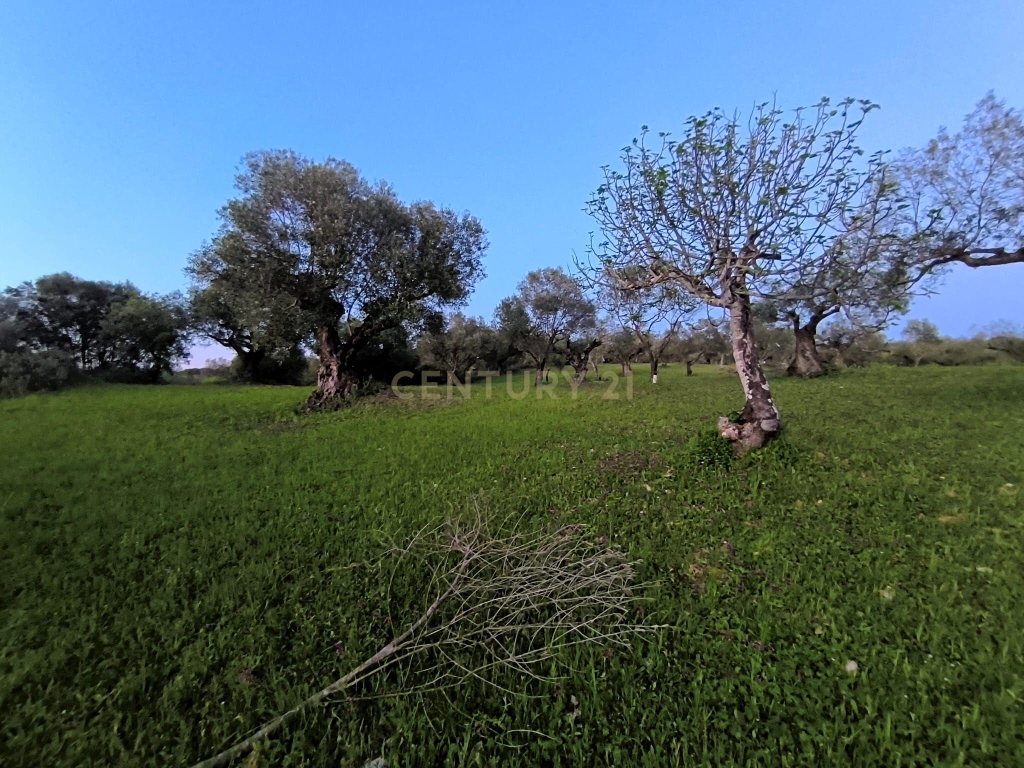 Fotografia 9 de Olival para Venda – Pedrógão, Torres Novas