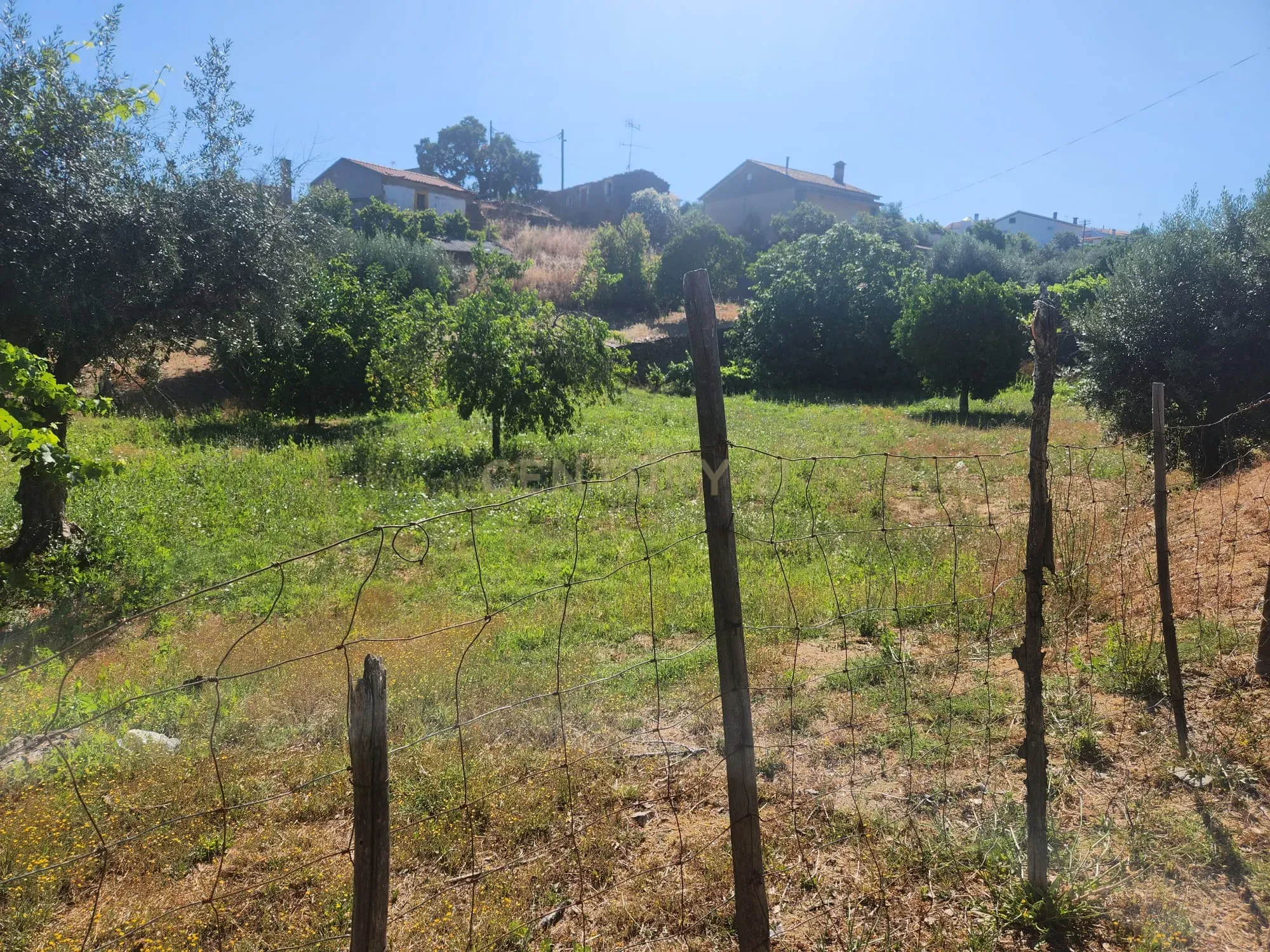 Fotografia 10 de Terreno com agua, luz, saneamento e arvores de fruto em Tostão - Vila Velha de Ródão