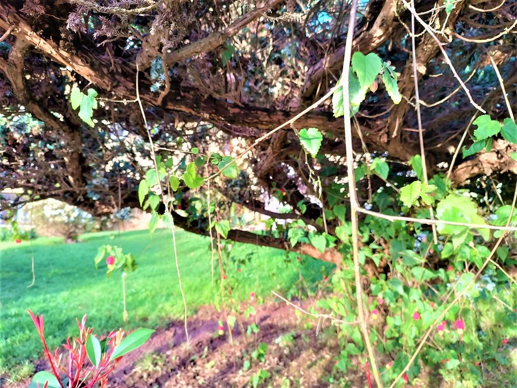 Grande moradia térrea, em Santo Tirso com área de lazer, anexo, jardim e terreno agrícola, Porto - Image 38