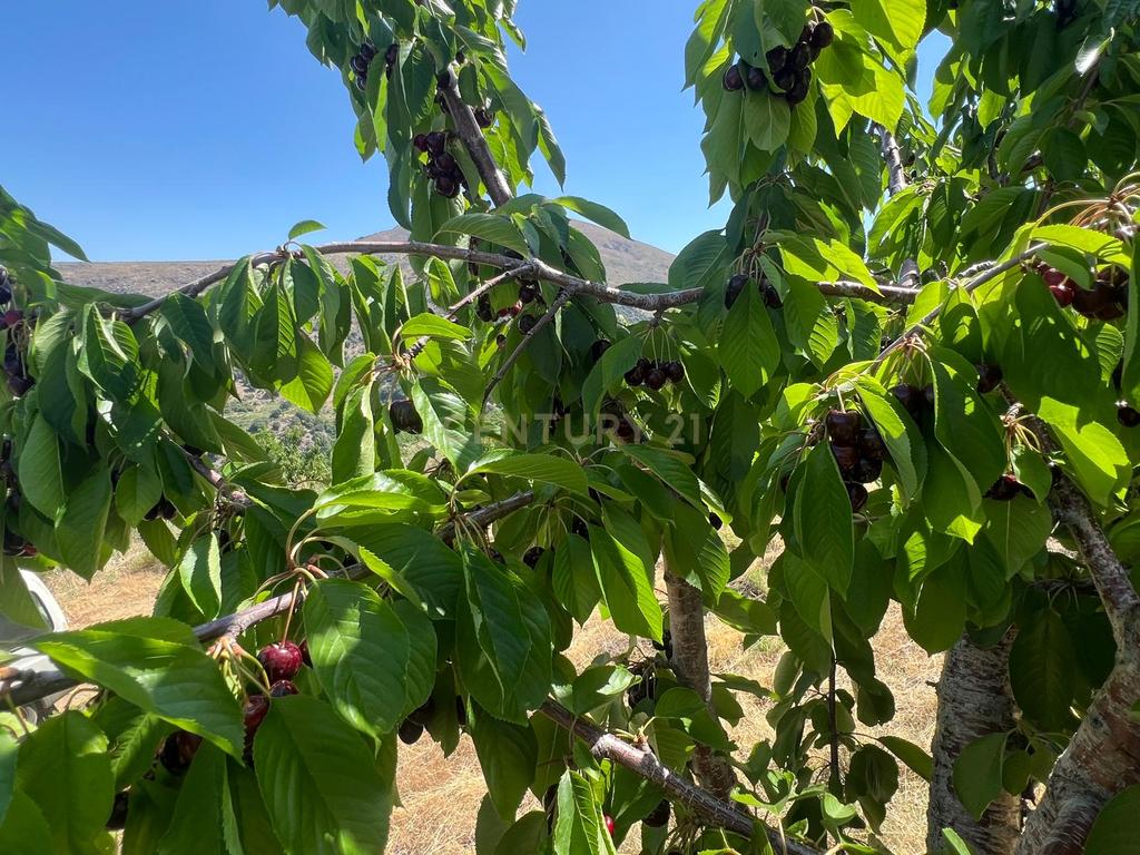 Terreno Rústico em Granada com Árvores Frutíferas e Água - Image 9
