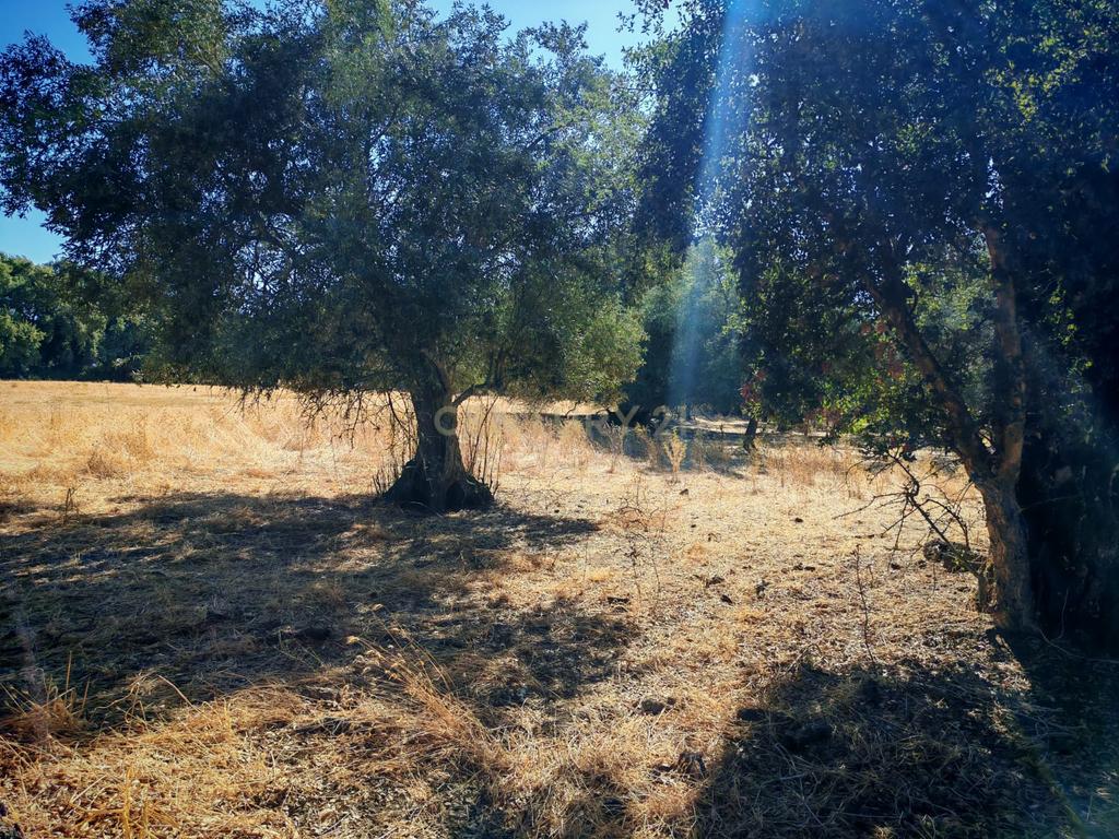 Terreno Rústico com 5.000 m2 - Quinta do Anjo, Palmela - Image 7