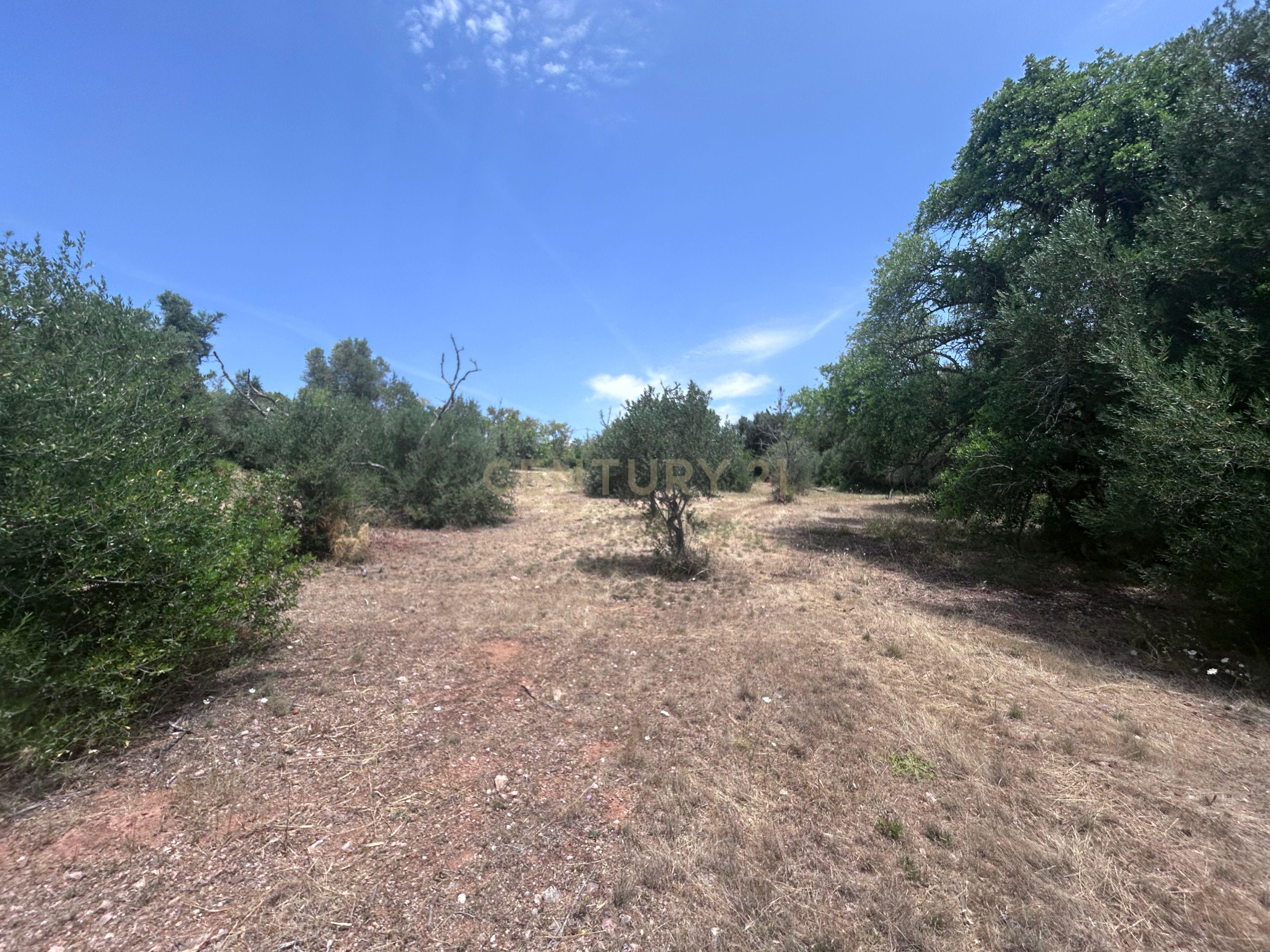 Fotografia 6 de Exclusivo Terreno com 6.320m² em Silves – Natureza, Privacidade e Potencial no Coração do Algarve