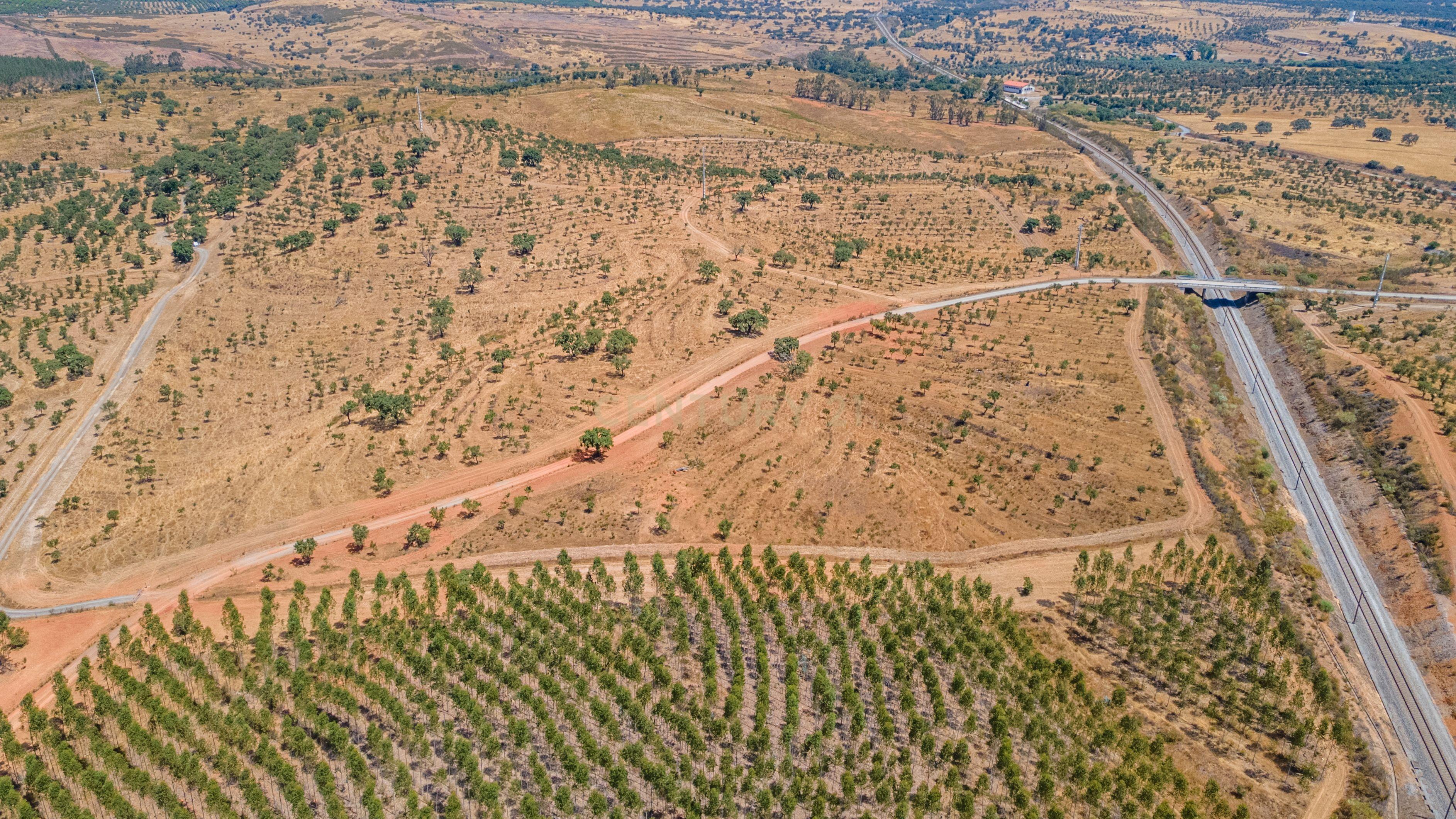 Fotografia 12 de Terreno Rústico com Potencial de Valorização e Rentabilidade – Azinheira dos Barros e São Mamede do Sádão