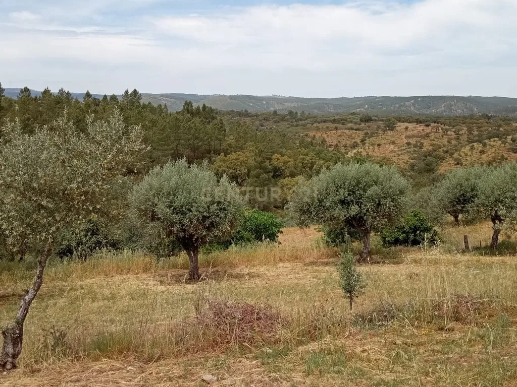Terreno 8500m2, Lentiscais, Castelo Branco - Image 7