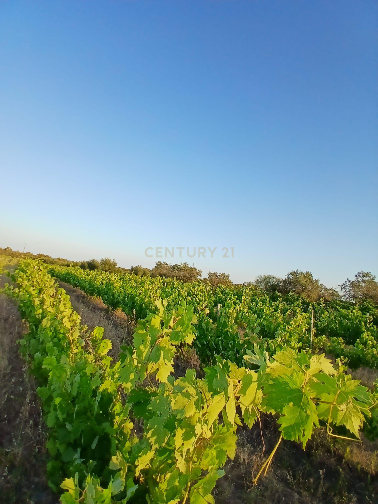 Fotografia 5 de Terreno situado junto à estrada que liga Corval e Reguengos de Monsaraz
