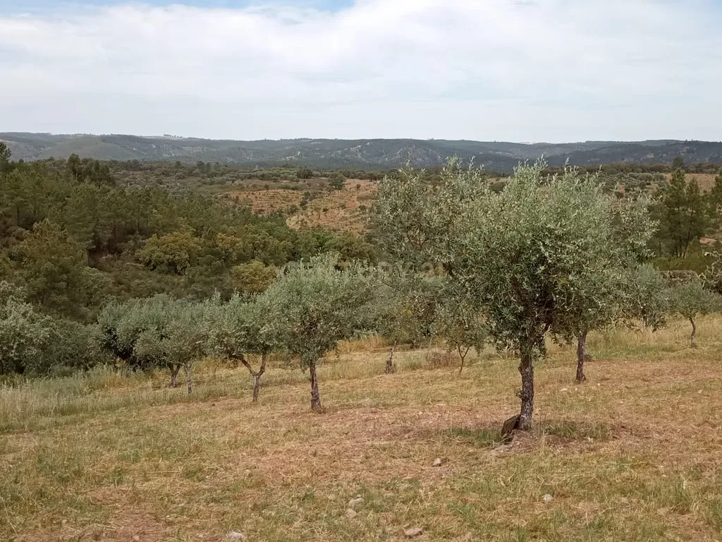 Terreno 8500m2, Lentiscais, Castelo Branco - Image 3
