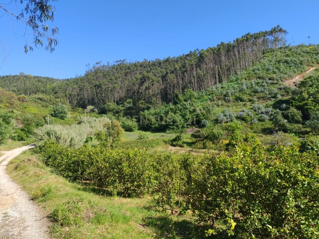 Terreno com Limoeiros | Próximo da Aldeia | Chanca - Mafra - Image 3