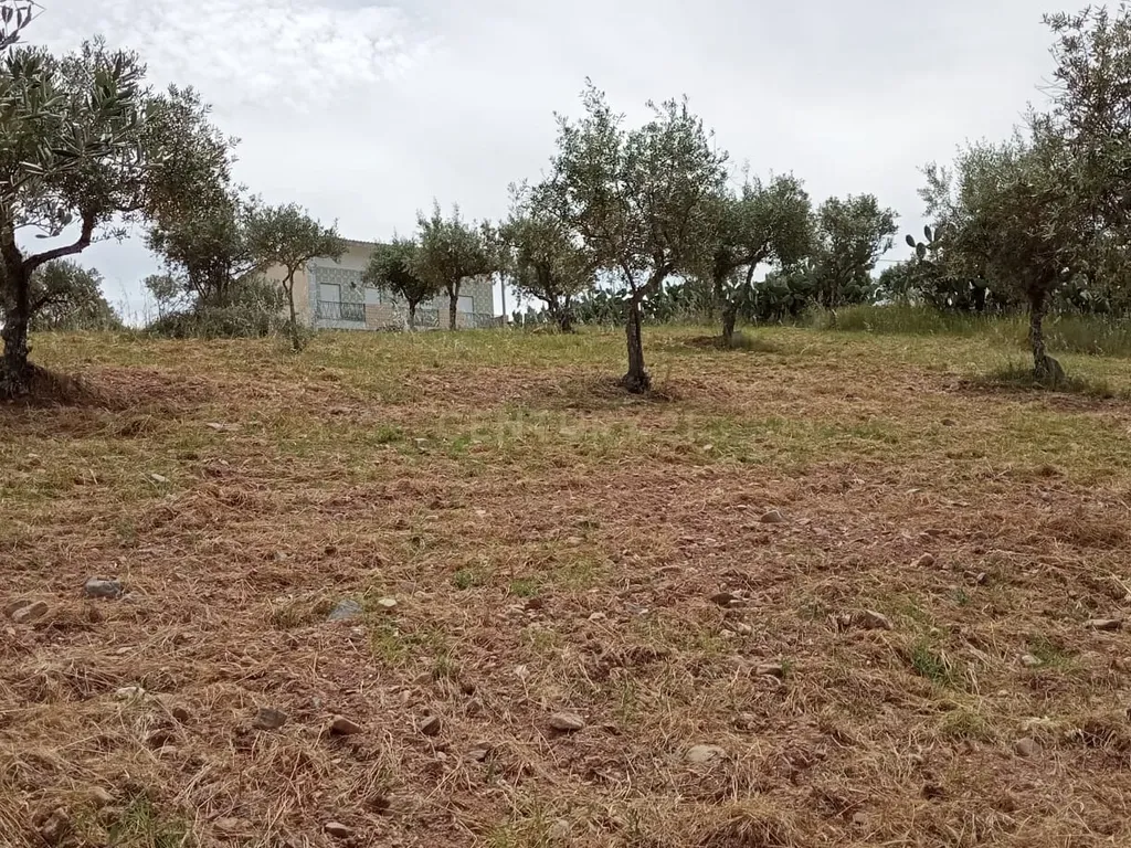 Terreno 8500m2, Lentiscais, Castelo Branco - Image 1