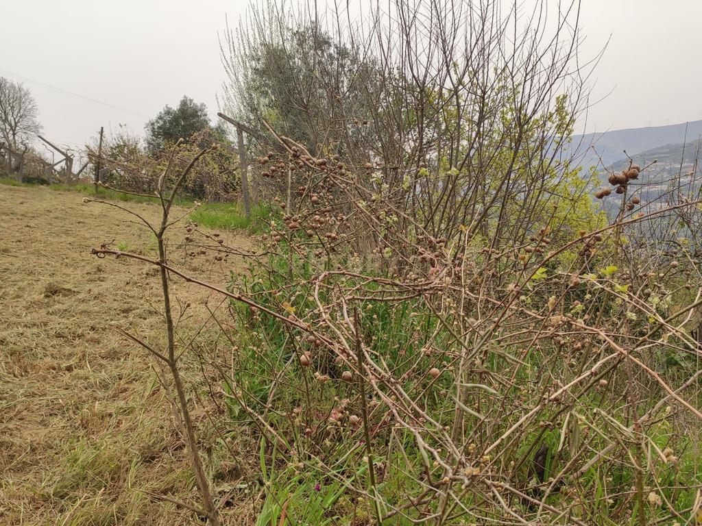 Terreno com casinha e vista para o rio Douro, em S. Tomé de Covelas, Baião para projeto agrícola - Image 41