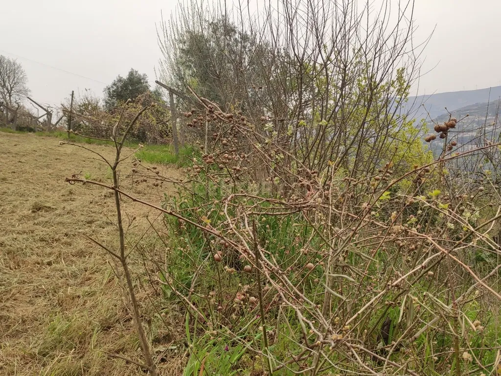 Terreno com casinha e vista para o rio Douro, em S. Tomé de Covelas, Baião para projeto agrícola - Image 41