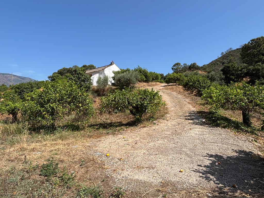 verbatimFazenda ecológica com limões durante todo o ano - Nas margens do rio Padrón - Estepona - Image 2