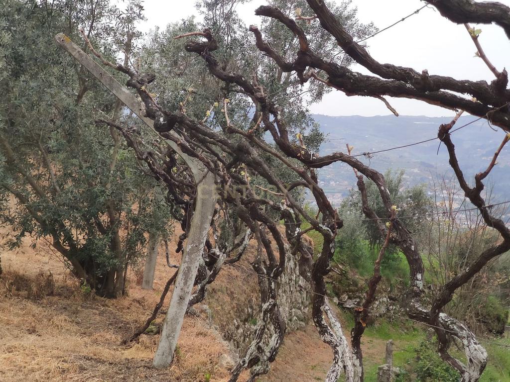 Terreno com casinha e vista para o rio Douro, em S. Tomé de Covelas, Baião para projeto agrícola - Image 22