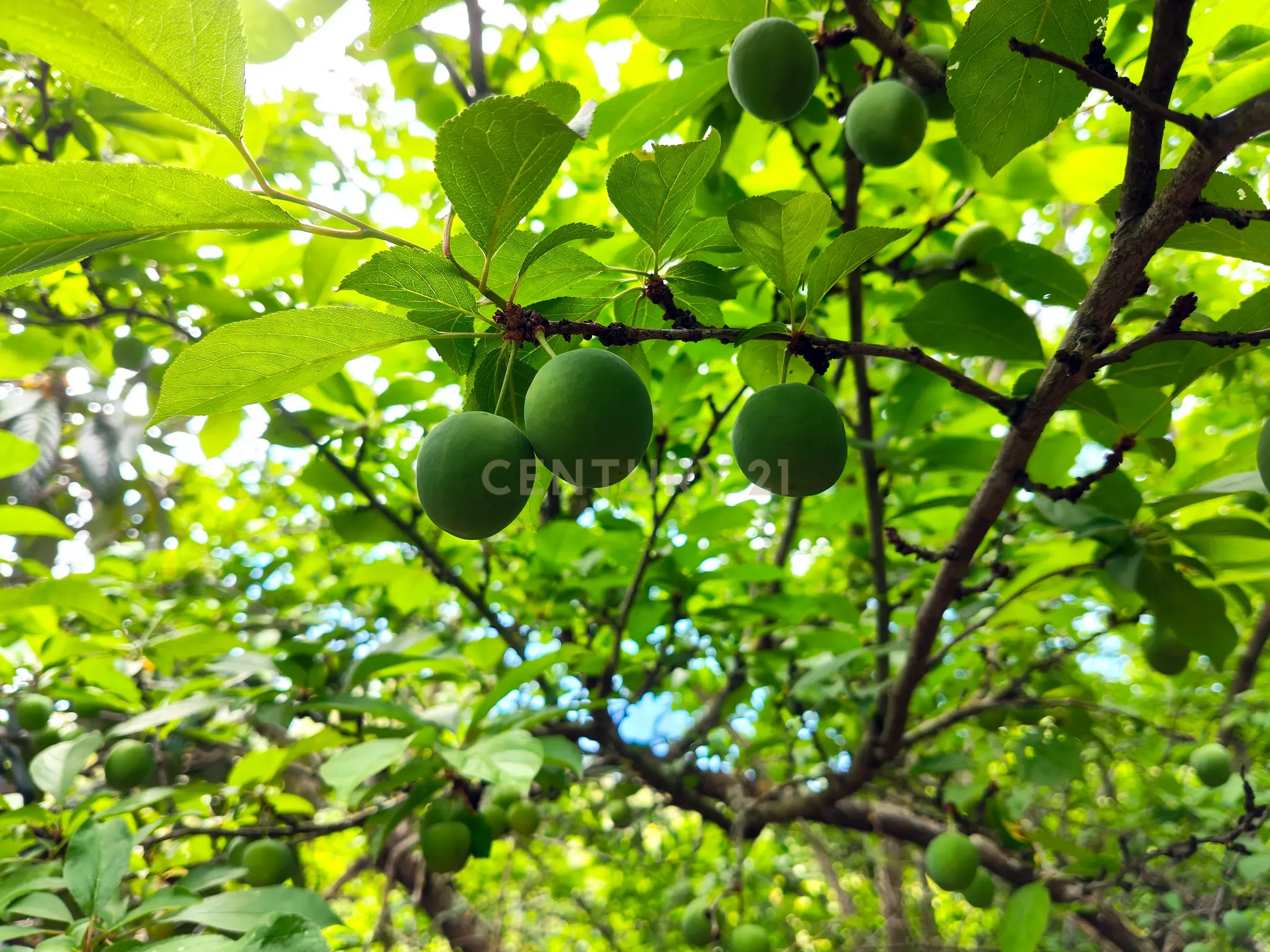 Fotografia 7 de Terreno Rústico com Árvores de Fruto - Calhandriz, Vila Franca de Xira