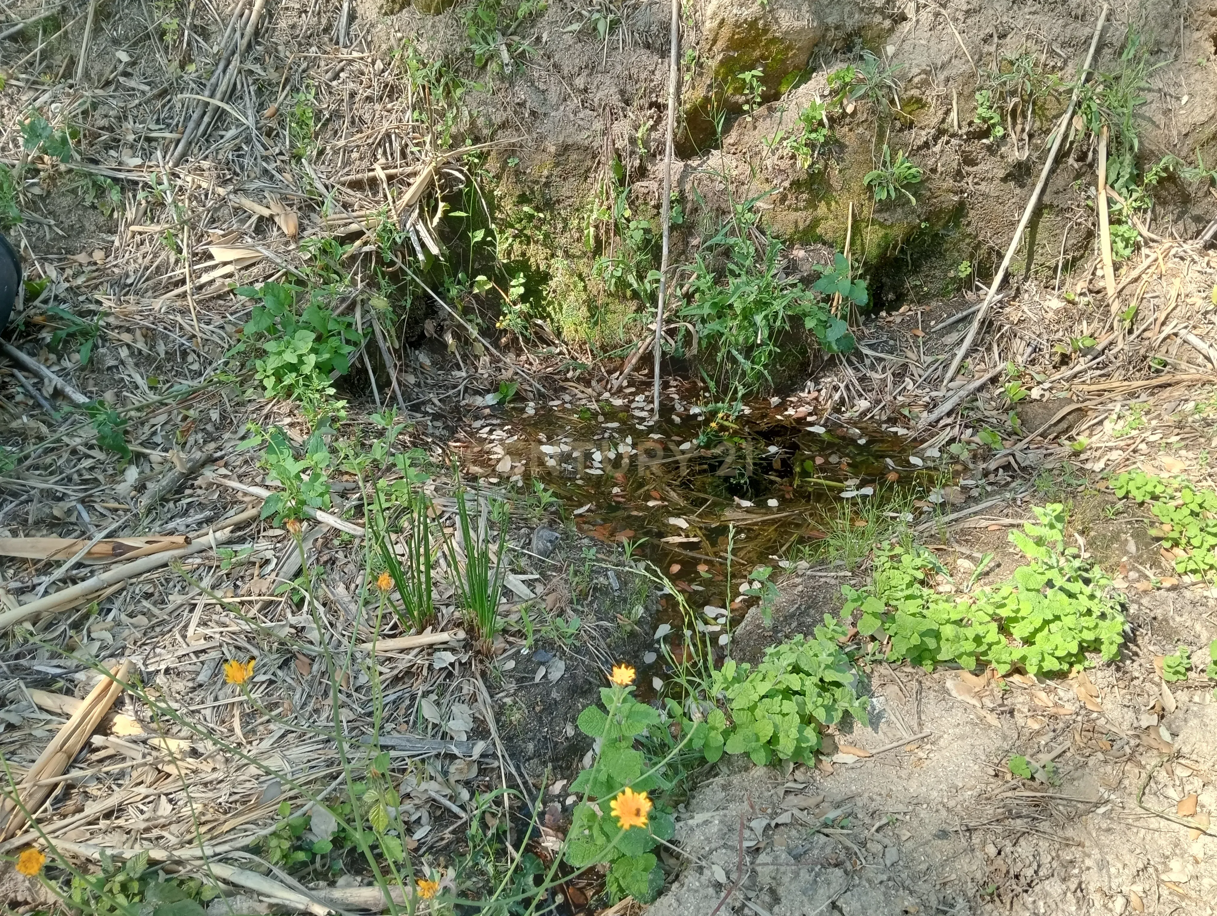 Moradia T2 à venda em Frende, Baião — foto 37