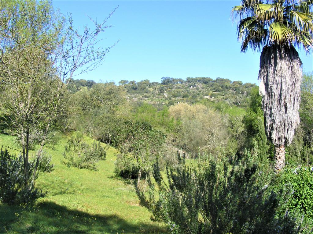 Quinta Típica Alentejana, Licença de Turismo Rural, Arrendamento, Arraiolos - Image 35