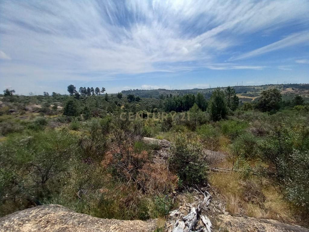 Terreno Rustico com 13300m2 Palvarinho-Salgueiro do Campo - Image 10