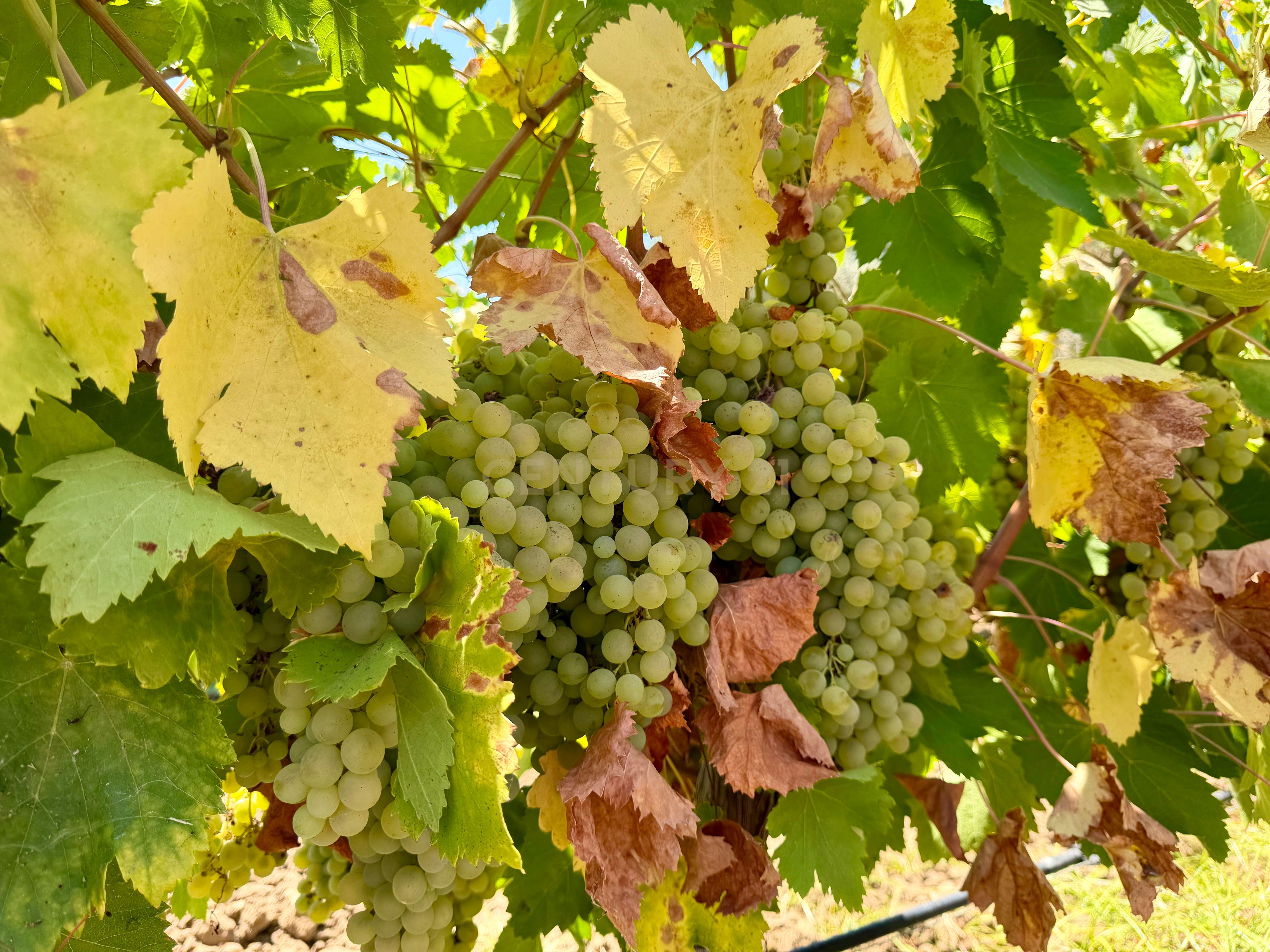 Fotografia 9 de Herdade da Pandeira (93 Hectares) Vinha e Olival em Produção em Reguengos de Monsaraz.
