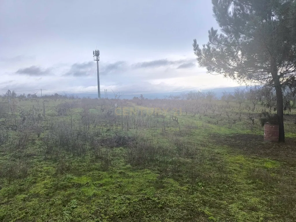Terreno com vinha e poço - Perto da Zona Industrial de Chaves - Image 8