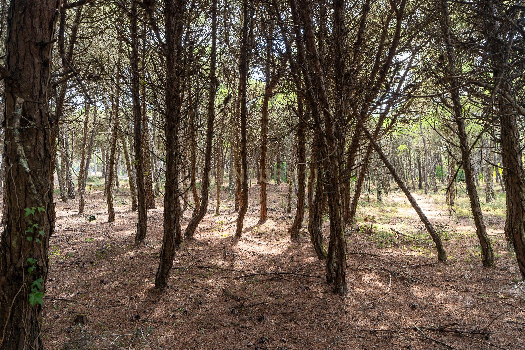 Fotografia 7 de Terreno rústico de pinheiros perto das praia de Sintra