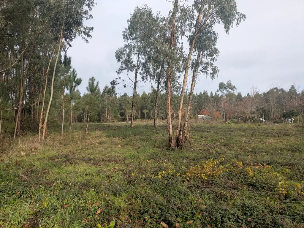 Terreno Agroflorestal em Oliveira do Bairro - Image 6