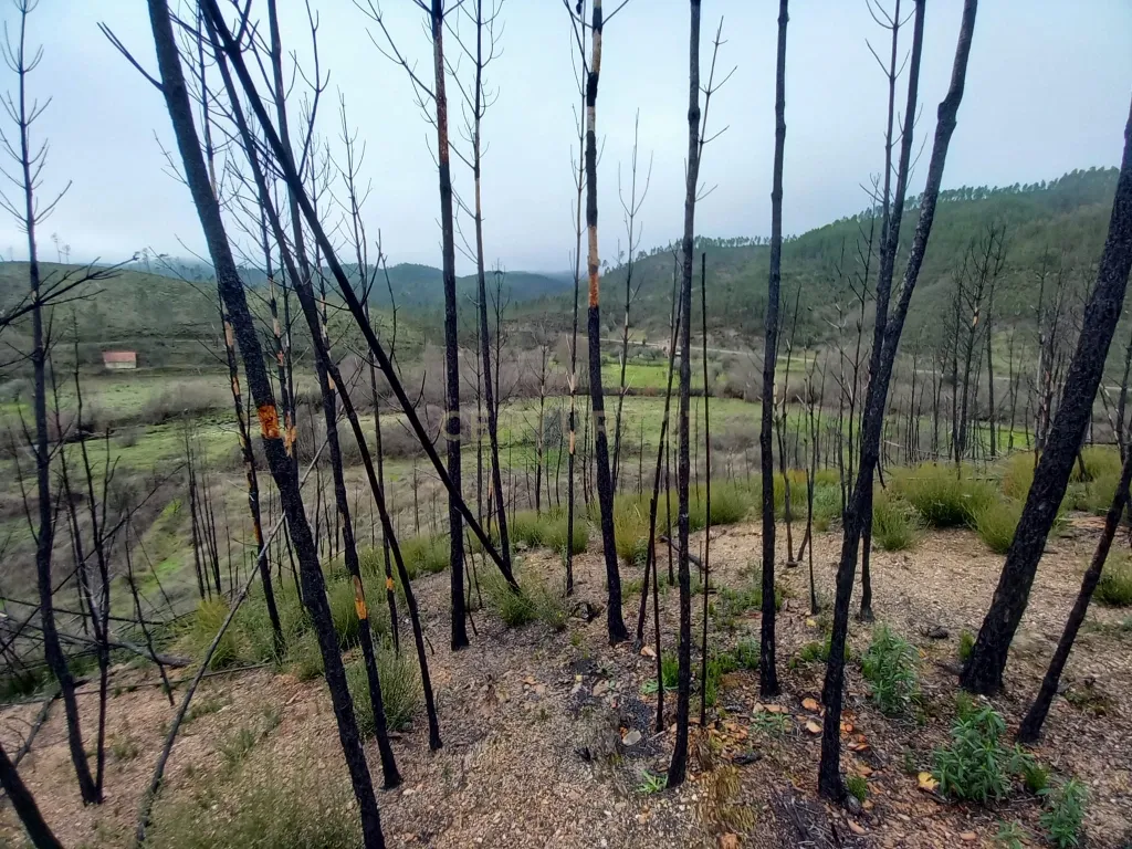 Terreno Rustico com 10000m2 Sobrainho da Ribeira - Image 4